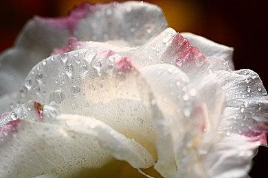 KK官方对战平台限时活动开启，邀您共赴仲夏夜之梦！